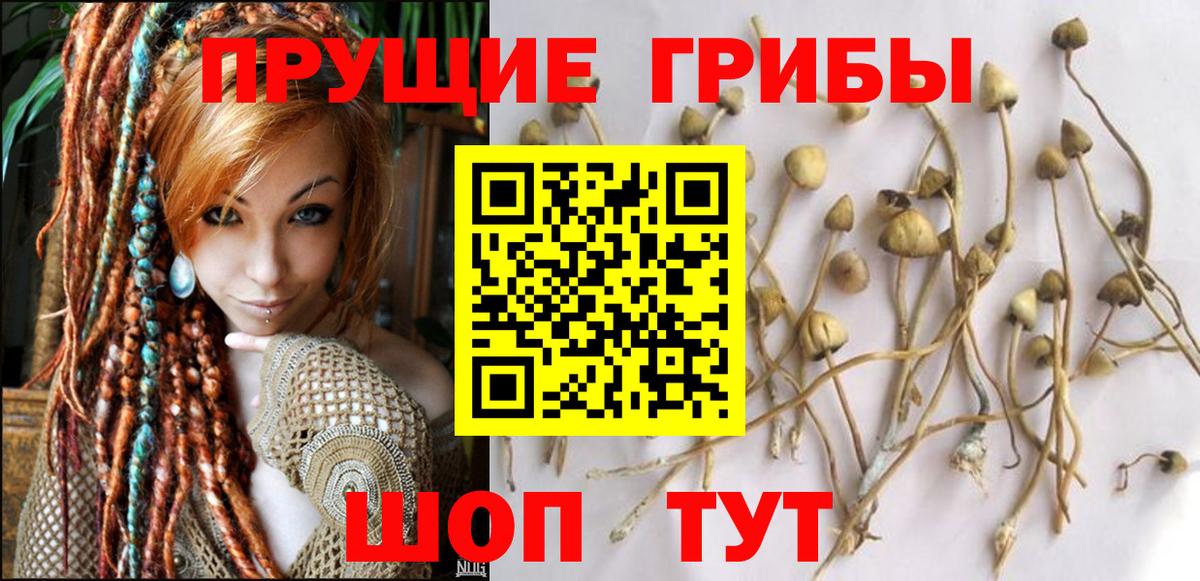 Галлюциногенные грибы Cubensis Буйнакск